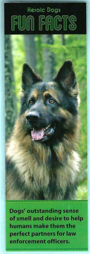 Alsatian german shepherd - alsatian,