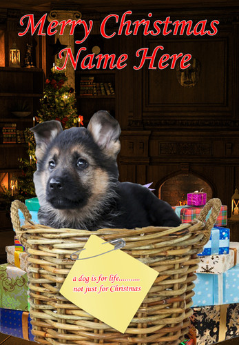 C4a58 german shepherd - shepherd, dog