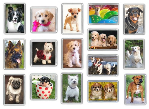 Dog fridge magnets - fridge,