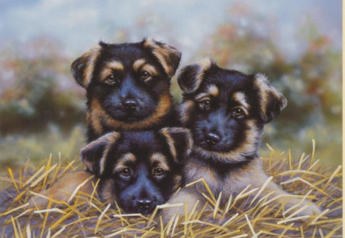 German shepherd dog puppy - dog,