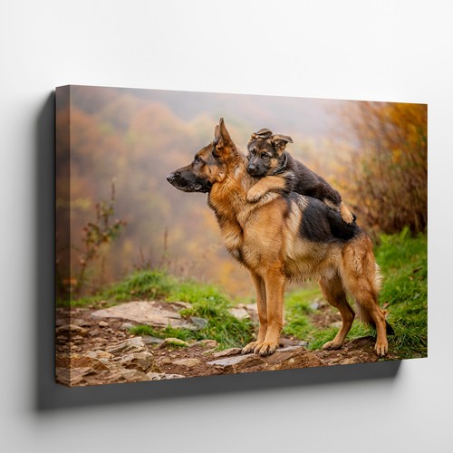 German shepherd dog - german, puppy